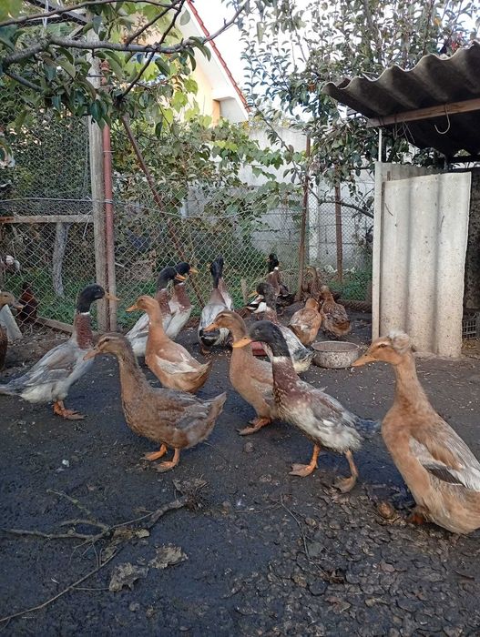 De vanzare rata idiene si altele