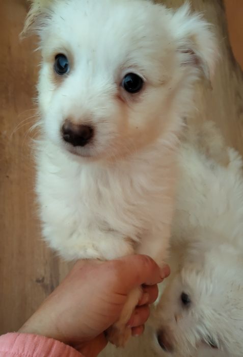 Bishon și bishonică