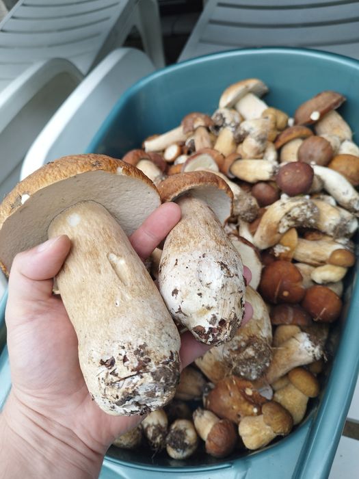 Hribi. Ciuperci uscate. Funghi porcini