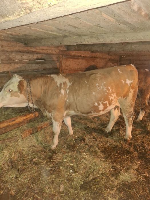 Vand juninca baltata romaneasca