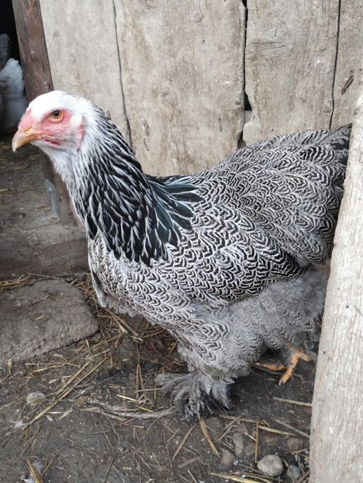 Brahma diferite culori