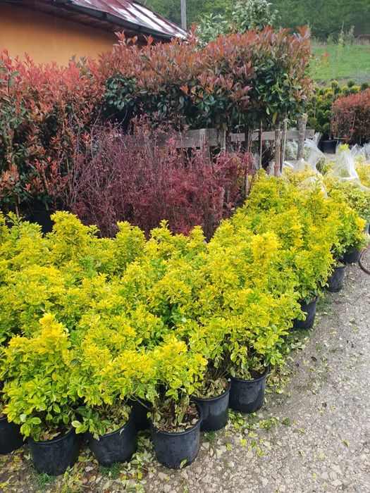Vă oferim o gamă diversă de plante ornamentale preț accesibil