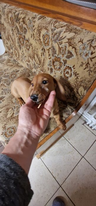 Tekel (fetiță )păr scurt ,talie mică