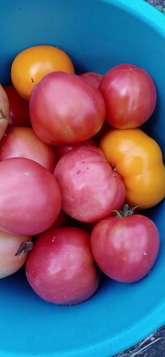 Продам помидоры домашние