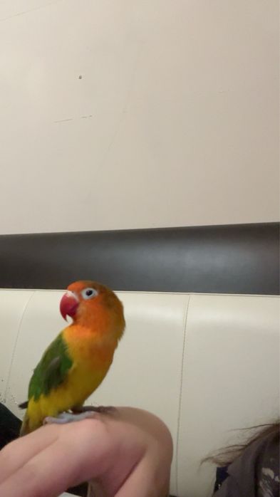 Папагал нераздялка