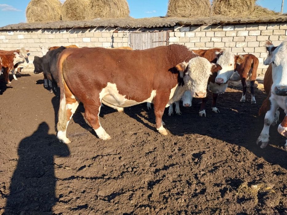 Продам быка белоголовый ак бас