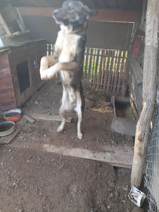 Caine ciobanesc carpatin