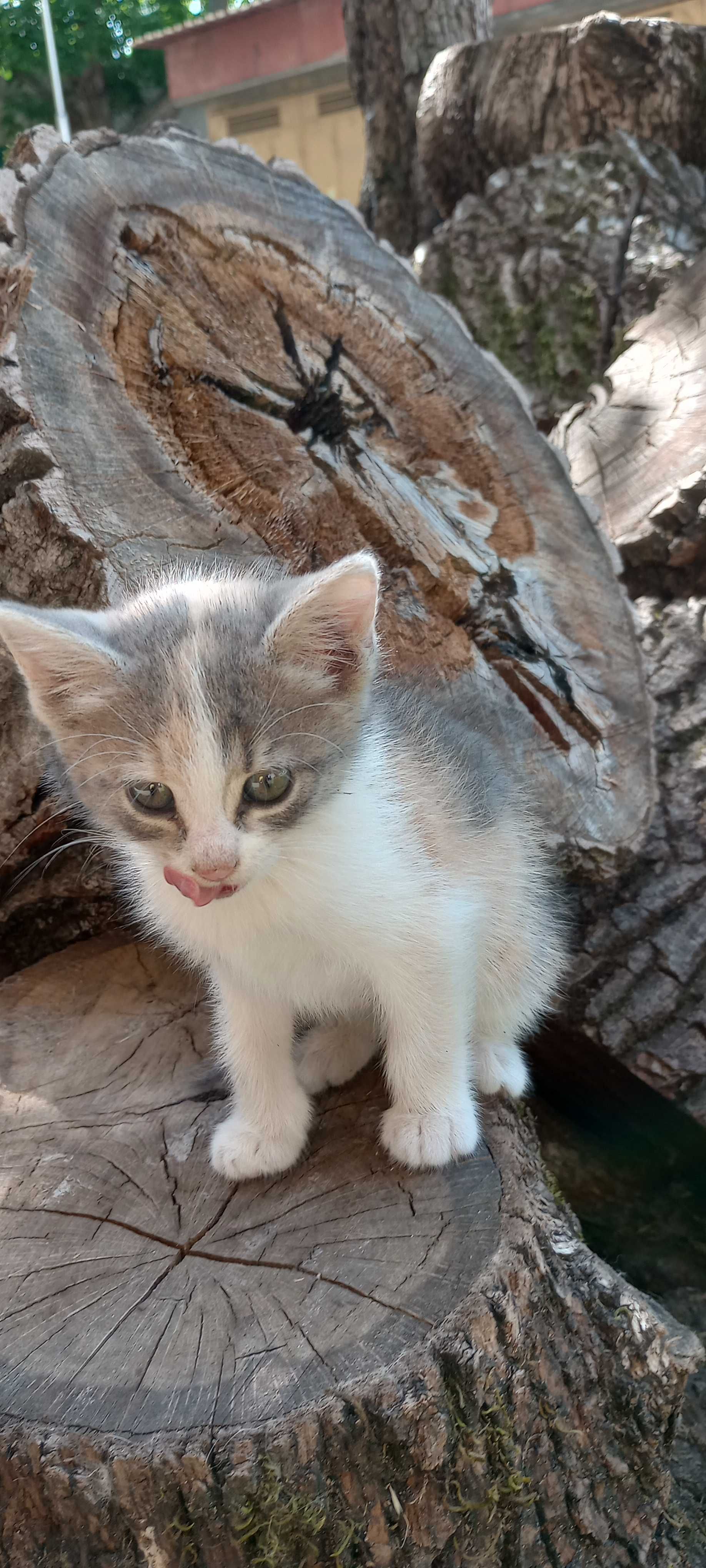 Котенца на 2 месеца търсят дом