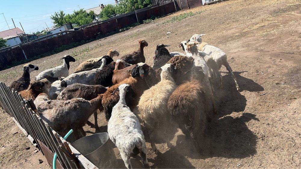 Продам баран пишите на ватсап