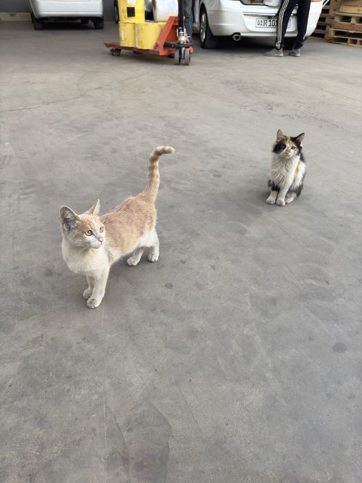 Mushuk кошка tekin