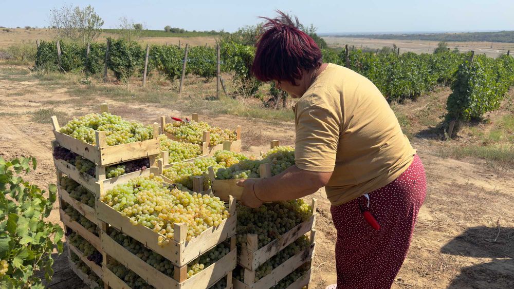 Struguri de Vanzare - De Vin sau de Masa - de la PRODUCATOR