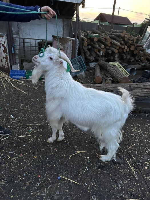 Vând 2 țapi și o capră