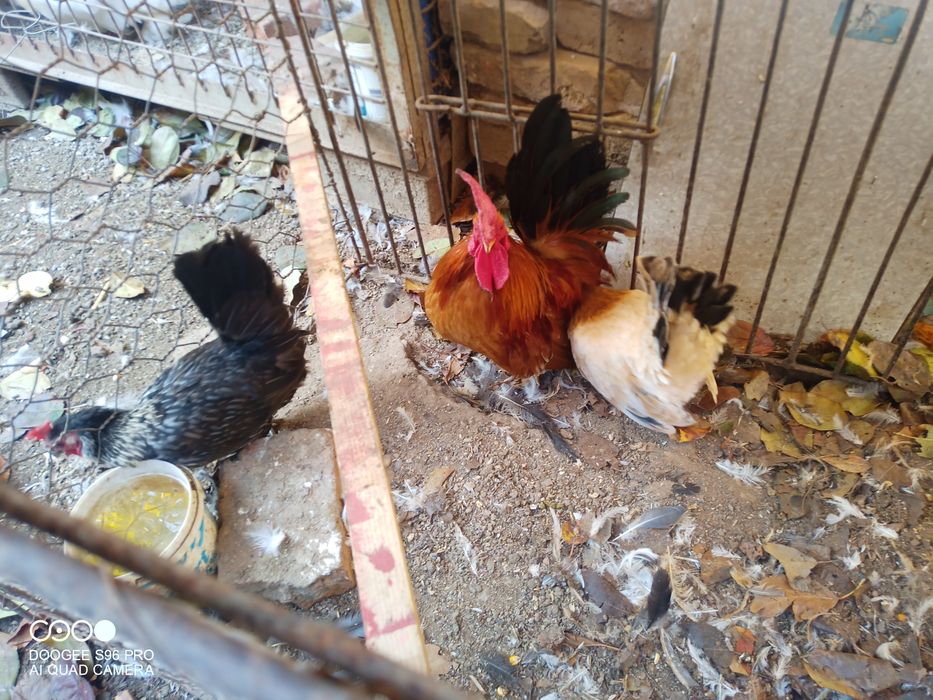 Cochinchina pitic și chabo