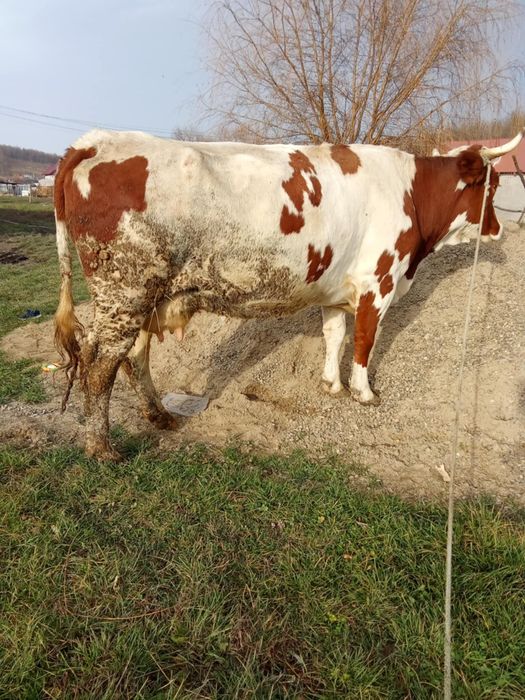 Vând vacă gestantă în 6 luni preț 80 milioane