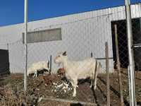 продам козу дойную Альпийской породы