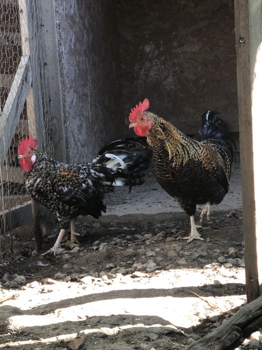 Cocosi de vanzare