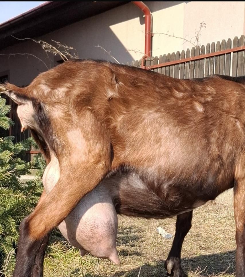 Alpina franceza iezi din mame f bune