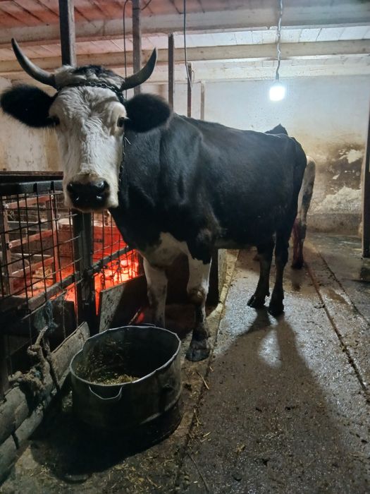 Vând  4 vaci  gestante