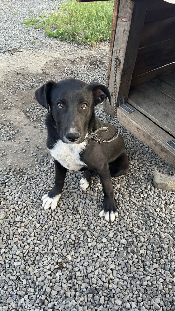 caine mixed breed