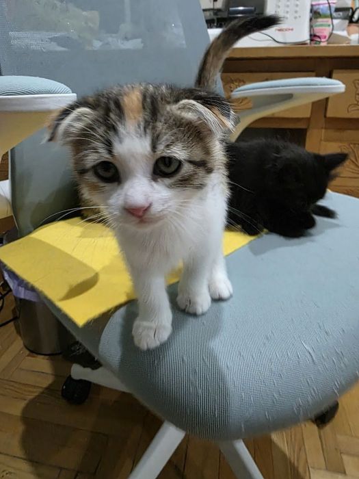 Котята вислоухие