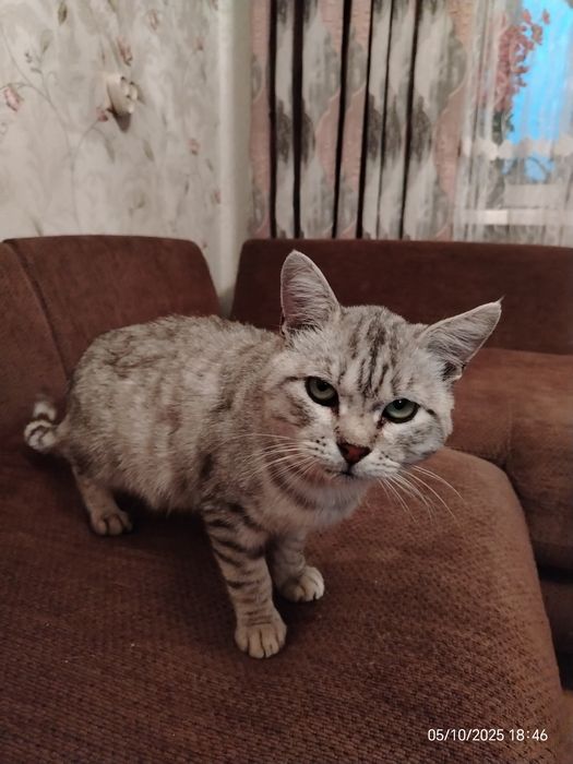 Шотландец кот красавец ищет дом и любящую семью.