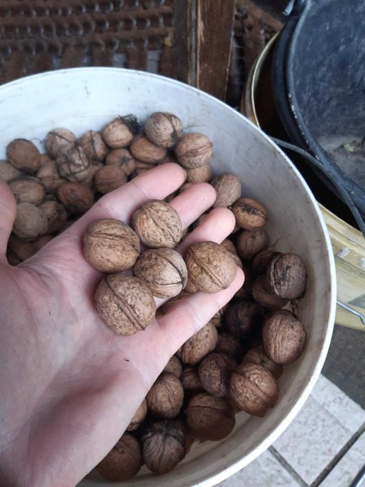 Nuci din anul 2025