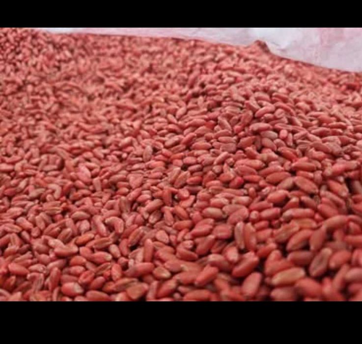 Samanta de grau C1 Glosa