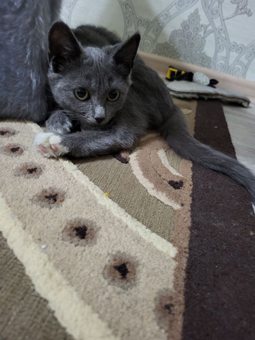 Отдам бесплатно кошечку