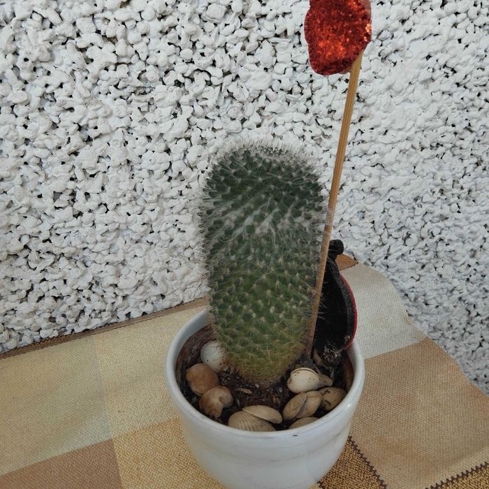 Декоративни кактуси