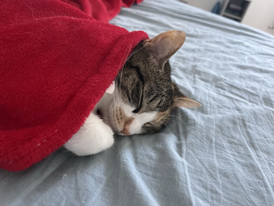 Dau spre adoptie pisicuta