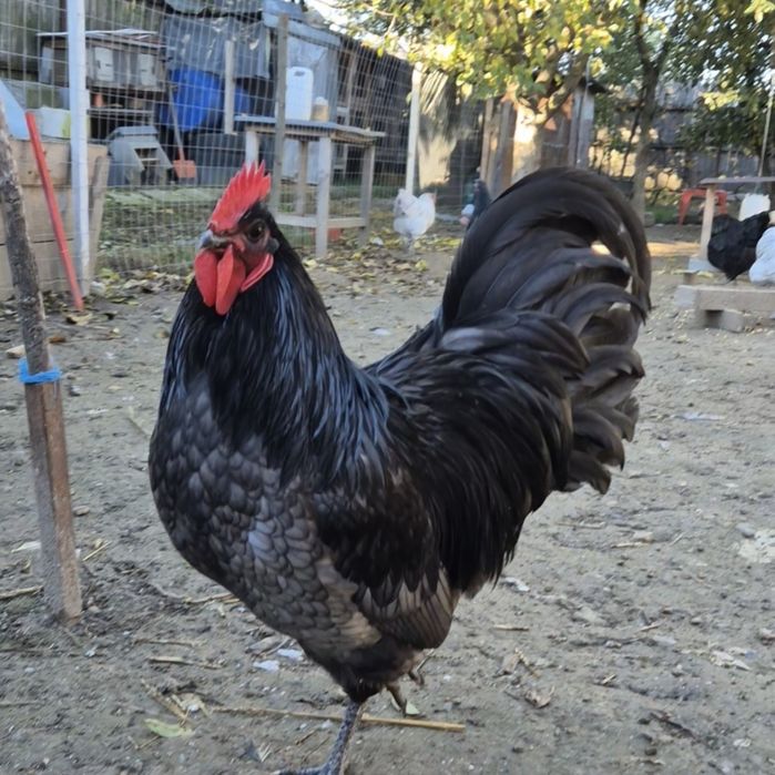 Cocoș Australorp albastru -vand sau schimb