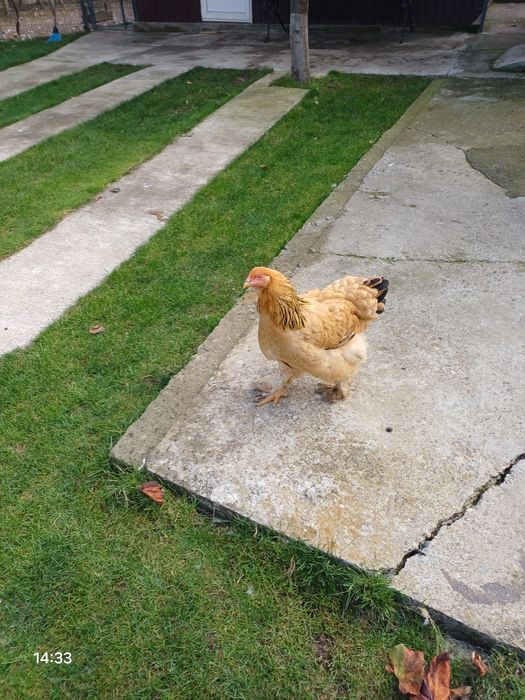 Găinii și Cucosii Braham HD