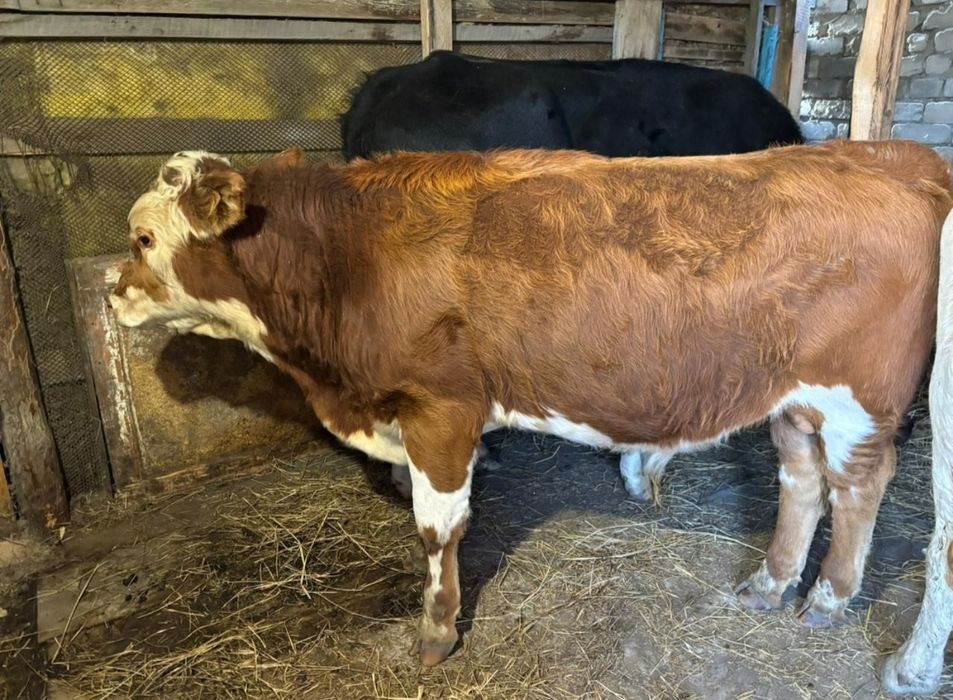 Продаются бычки!