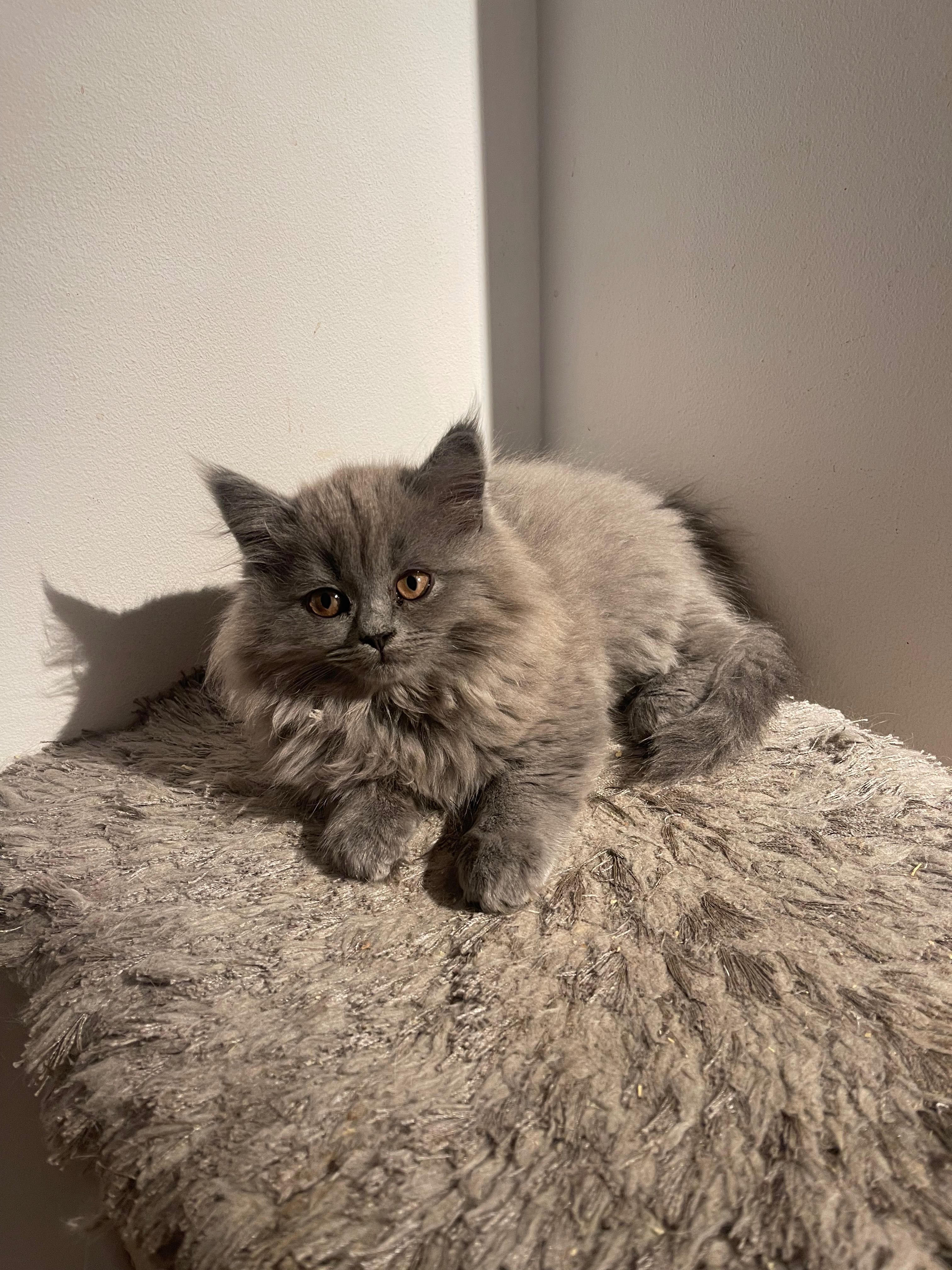 Pisici Scottish Fold/ Straight