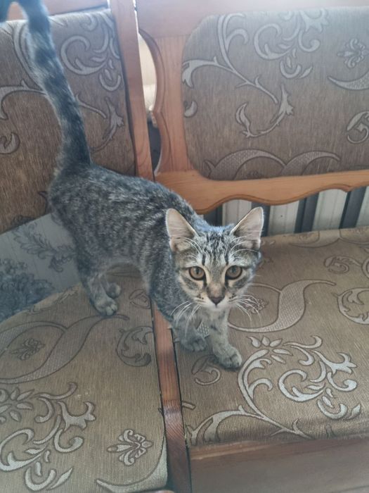 Пишик яхши каридоунлара барилади урганч шар урганч район боса аппарипа