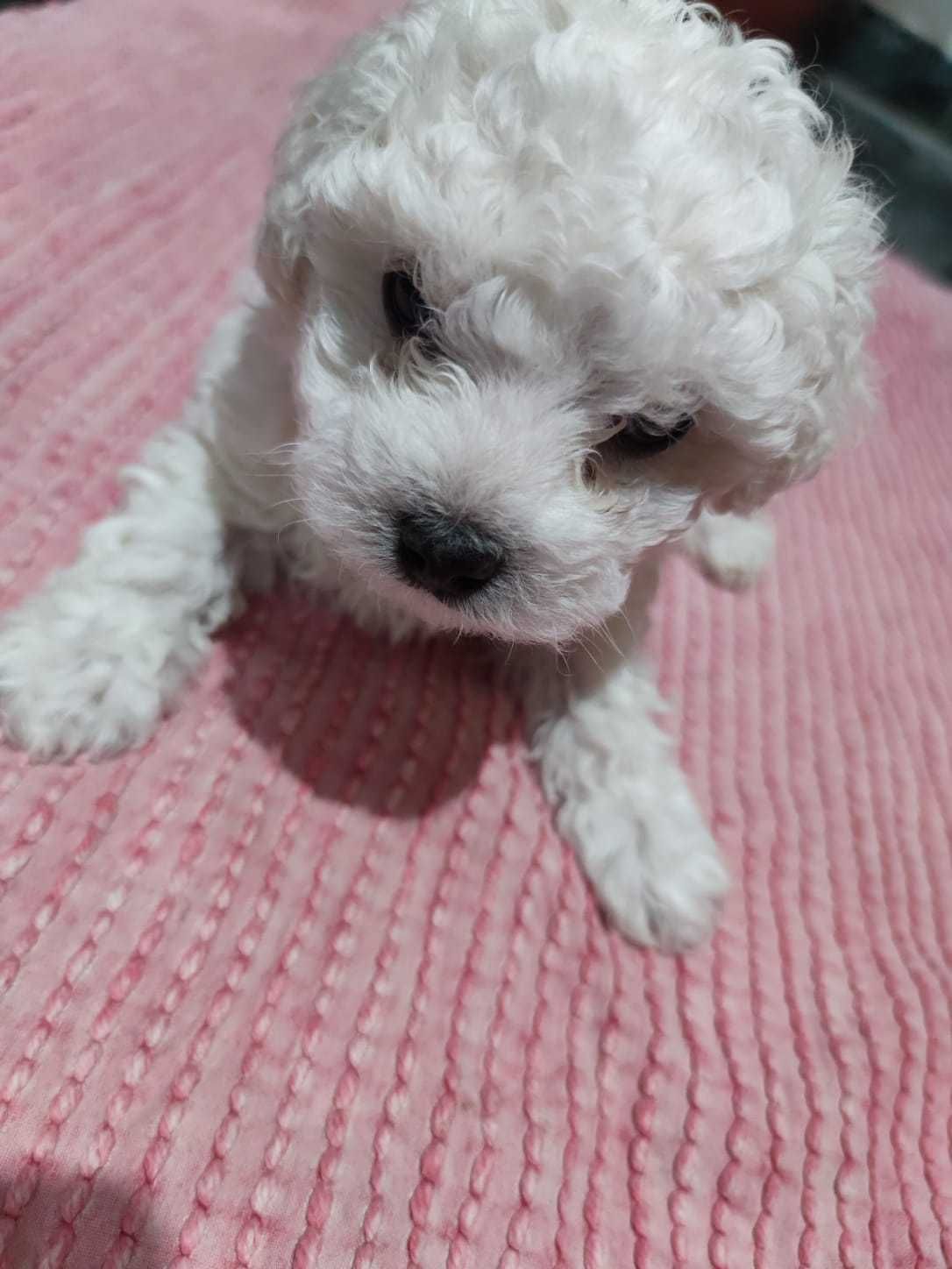 Bichon Maltese Mini Toy