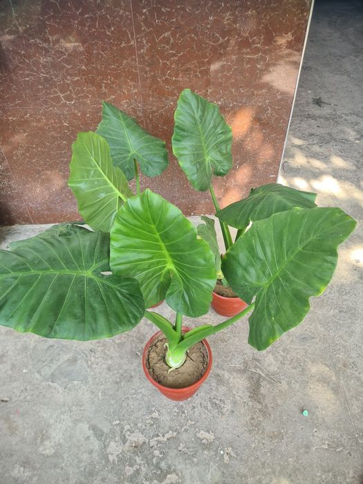 Armaguli sotiladi