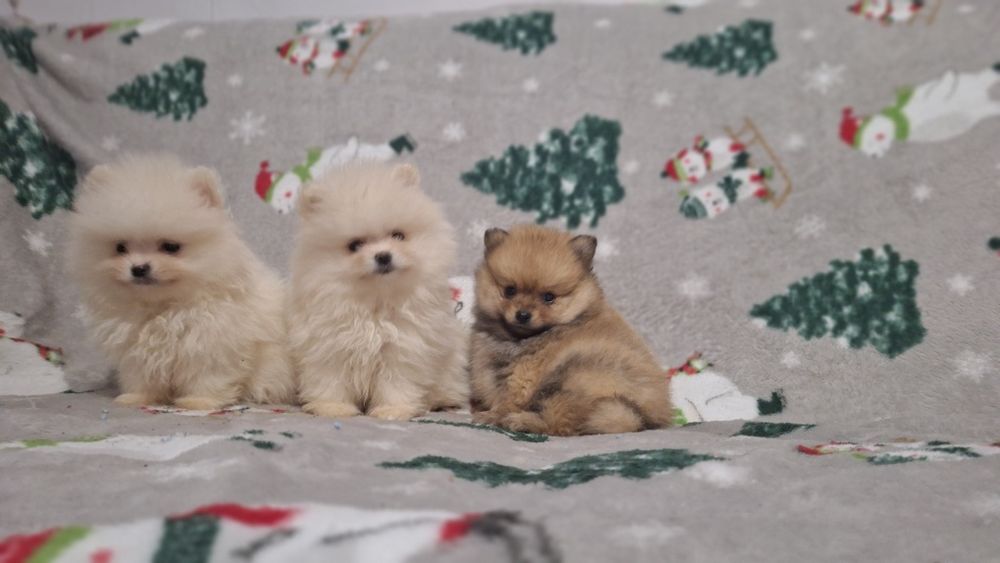 Померан мини померанчета