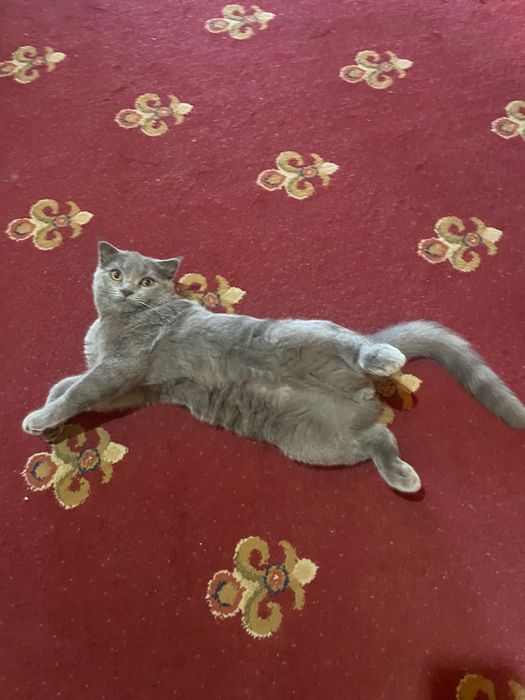 Вязкага. Сотилмиди! Для вязки. Не продается!