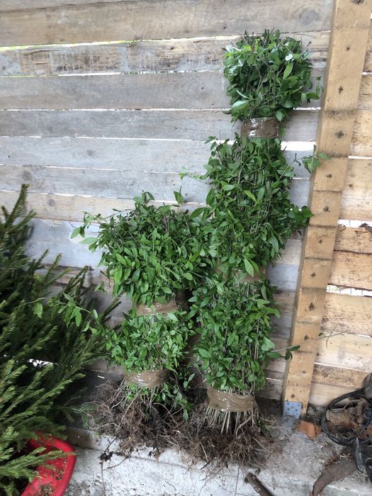 Gard Viu , Lemn Cainesc , Carpen