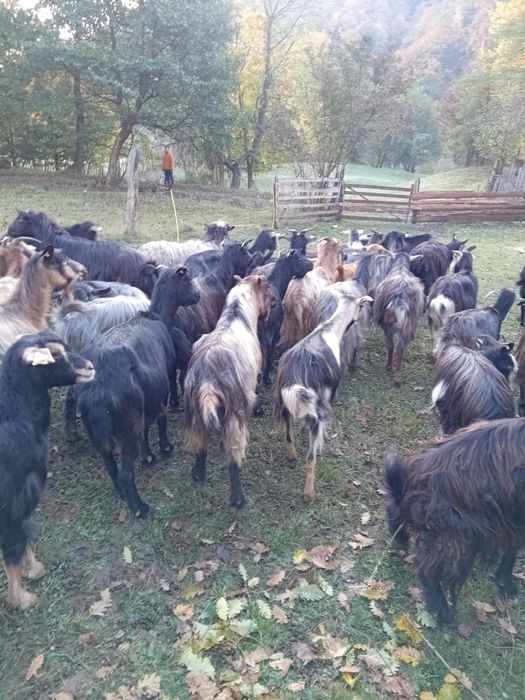 Vând 95 de capre tinere și 32 iedite