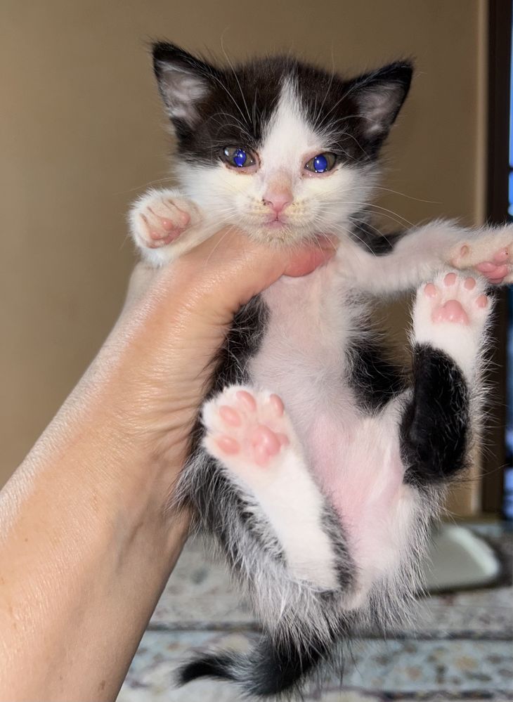Бесплатно котята