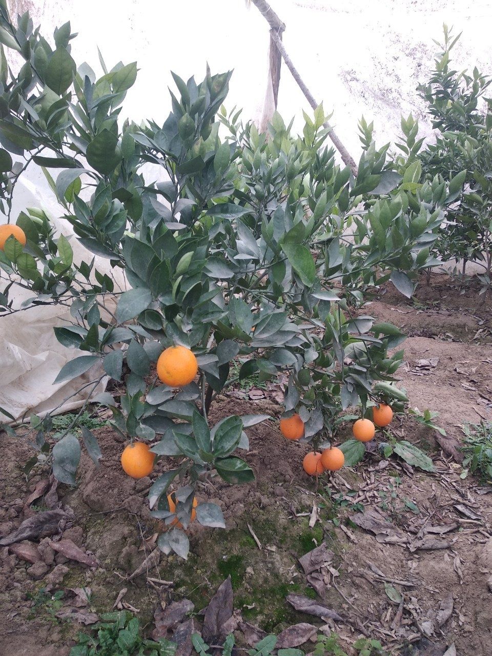 Лимон Апельсин ва Мандарин кучатлари