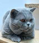 Pisici British Shorthair