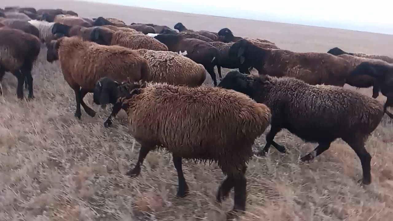 Продаётся бараны