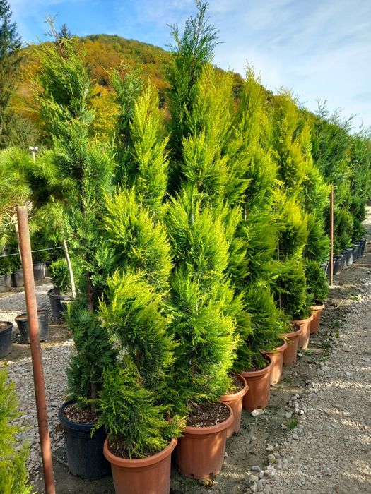 Plante ornamentale la preț de producător