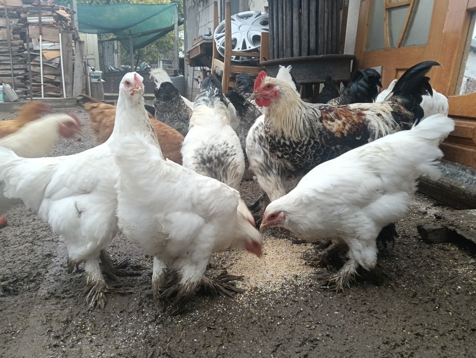 Vând cocoși Brahma
