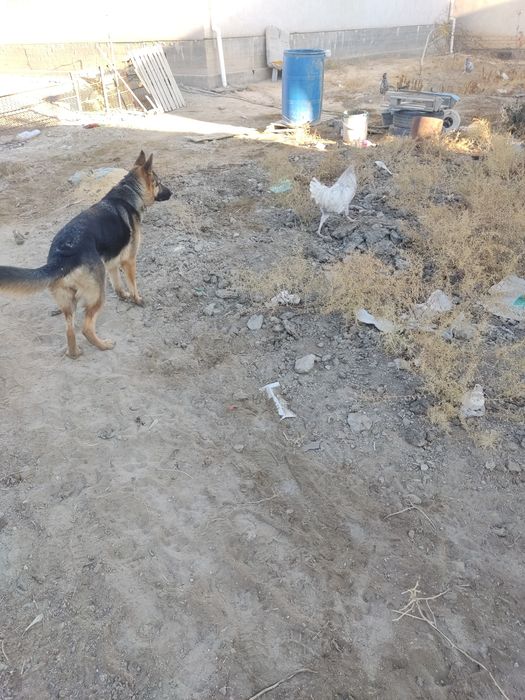 Овчарка немка 8 аилық