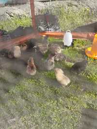 Цыплята недельные  700 тенге , шустрые, здоровые, едят все,………………………..