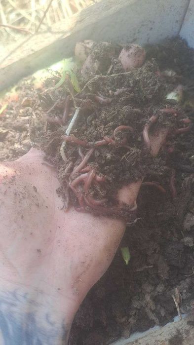 Черви Колифорнийские